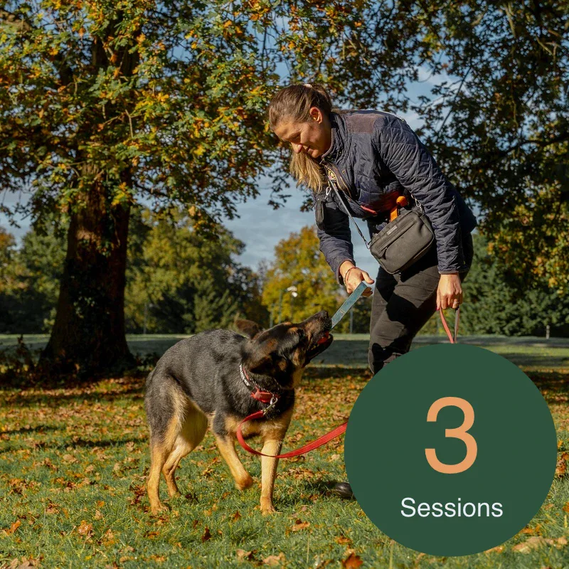 1-to-1 Dog Training - 3 Session Package