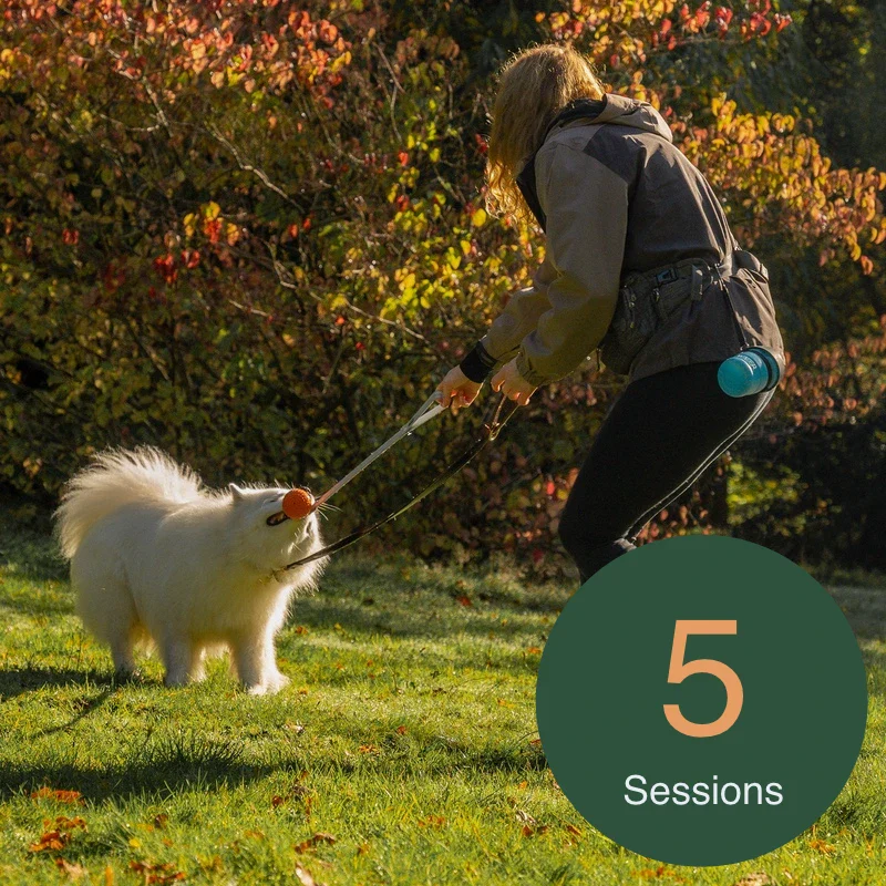 1-to-1 Dog Training - 5 Session Package